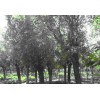 國槐樹基地國槐特供，最優質的國槐樹基地