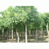 8公分的國槐現在什么價格？8公分國槐哪里多？