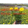 便宜的孔雀草，哪里有賣