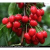 煙臺大櫻桃苗、煙臺櫻桃苗銷售、北京櫻桃苗哪家好