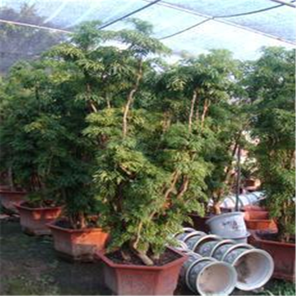 潮安縣金石鎮(zhèn)源利苗圃場