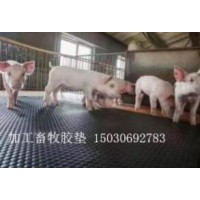 豬棚膠墊，牛欄墊，馬舍鋪設(shè)防滑膠墊，畜牧膠墊
